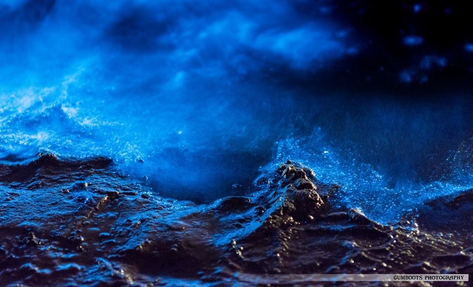 Šumící bioluminiscenční hladina moře, foto: Fiona Walsh